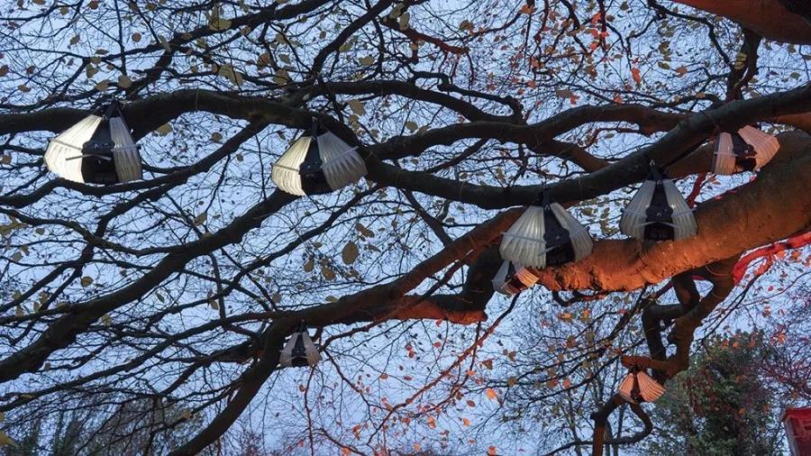 声光雕塑Chirp＆Drift：栖息在树上发光的手风琴